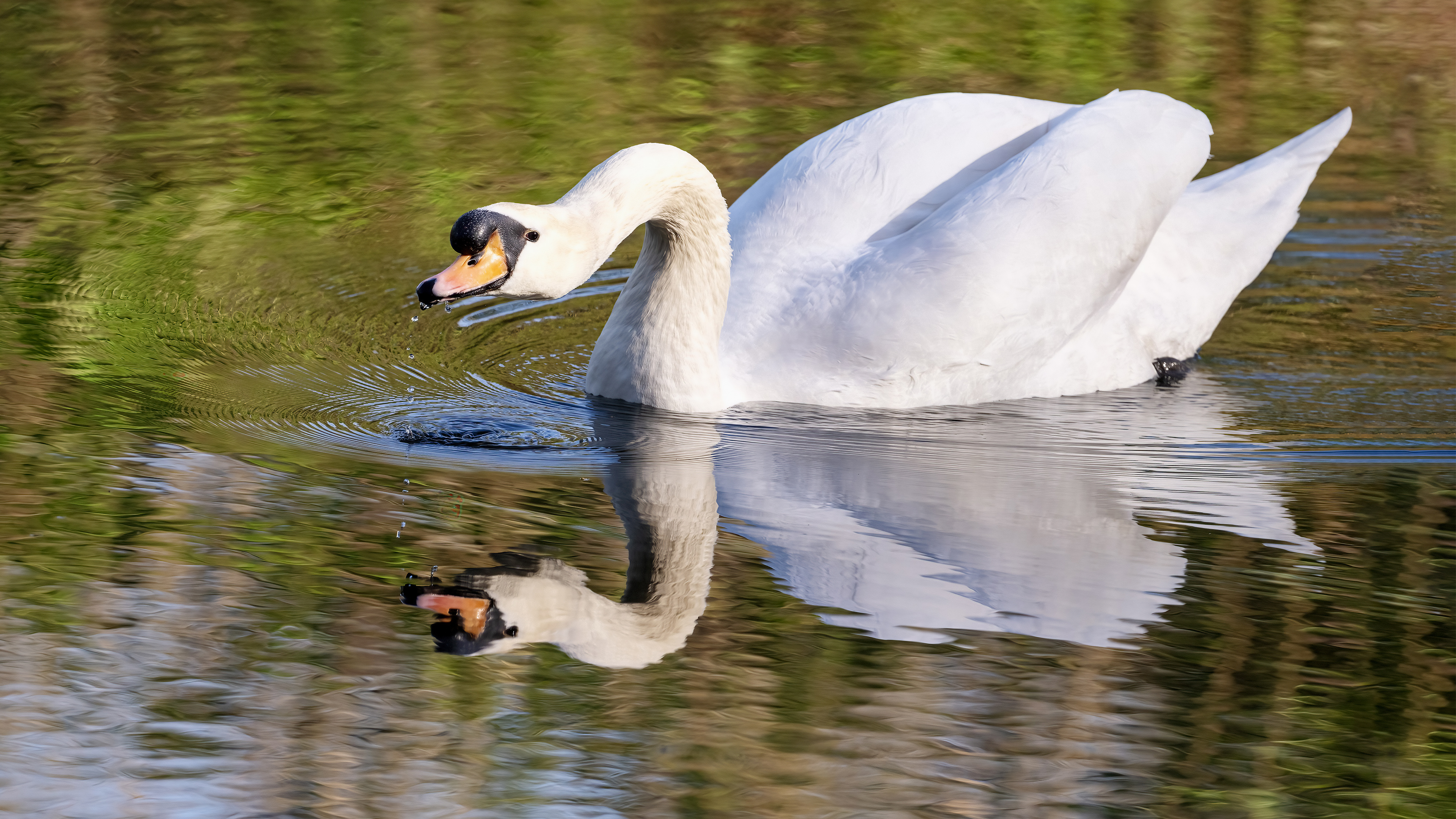Mute Swan